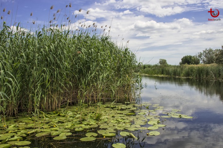 Why are Wetlands Important?
